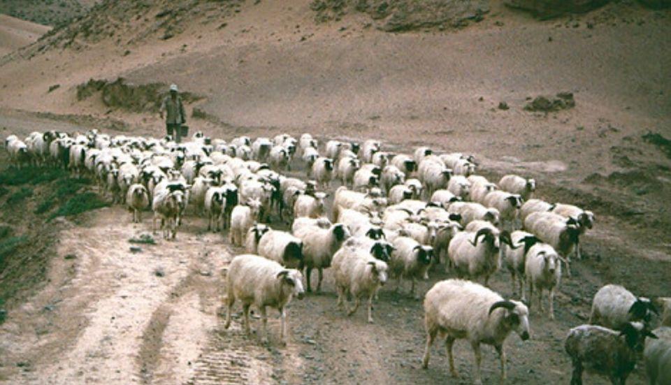 宁夏，绿色宝地中的多元文化交融之地